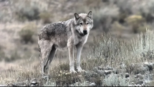 Yellowstone’s Legendary 11-Year-Old ‘Queen Wolf’ Killed in Rival Pack Battle