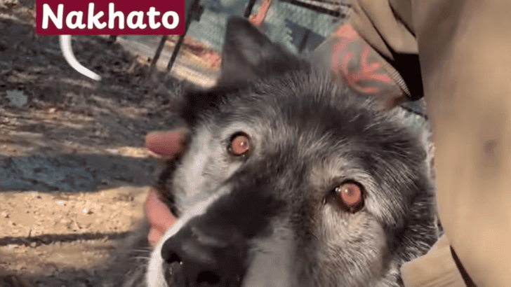 Man Saves a Wolf Puppy and Becomes His Pack