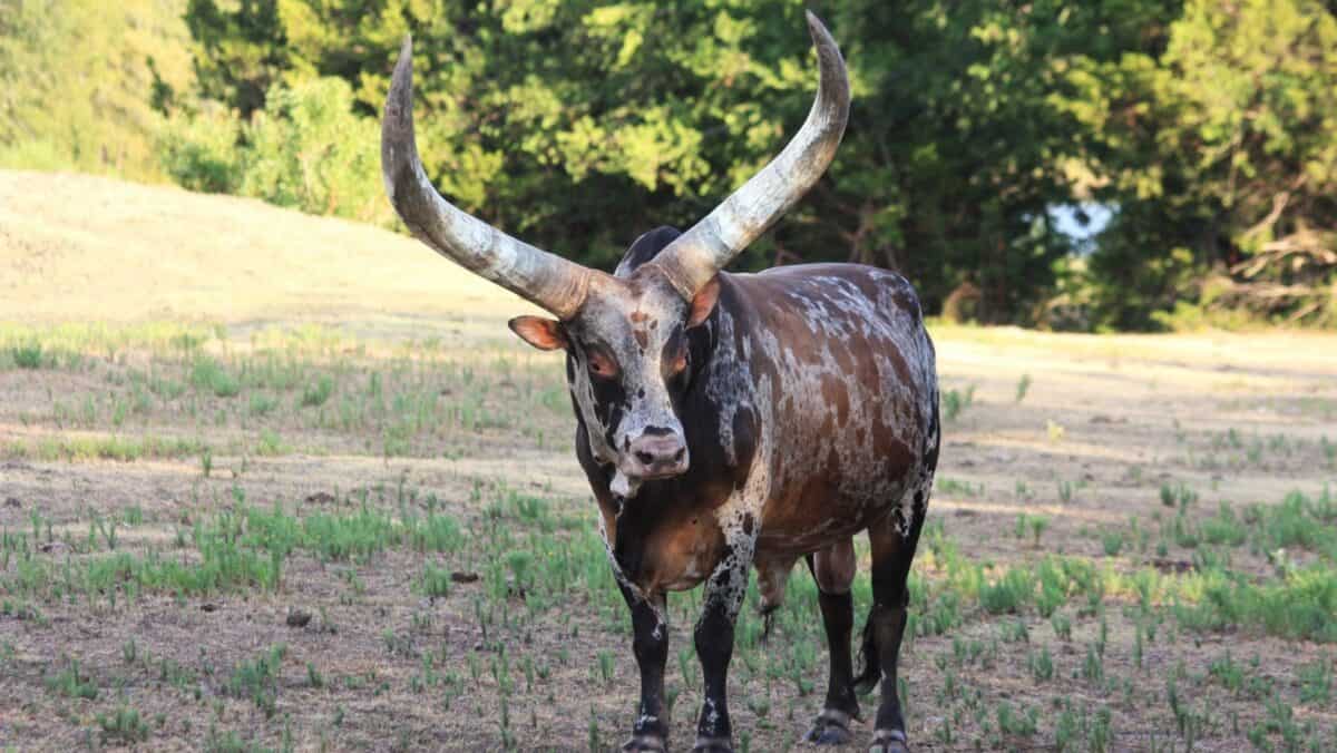 Ankole watusi