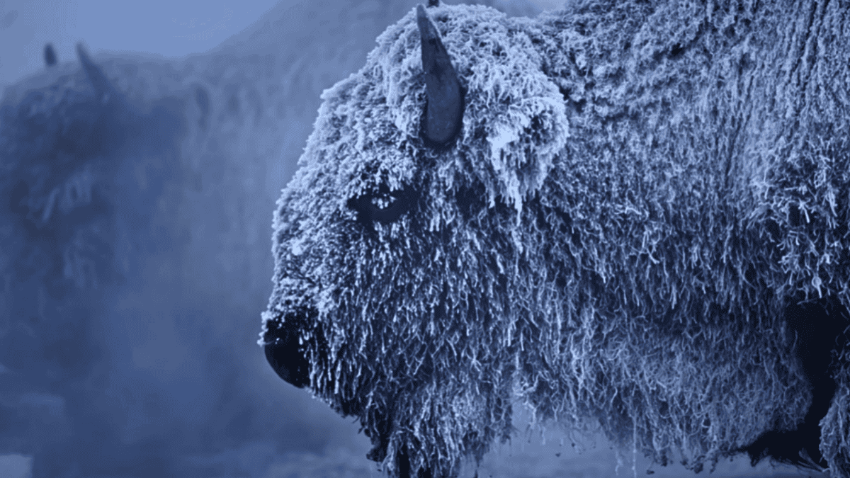 Frozen bison video in Yellowstone