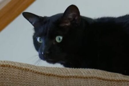 Humane Ways to Deter Cats from Your Garden