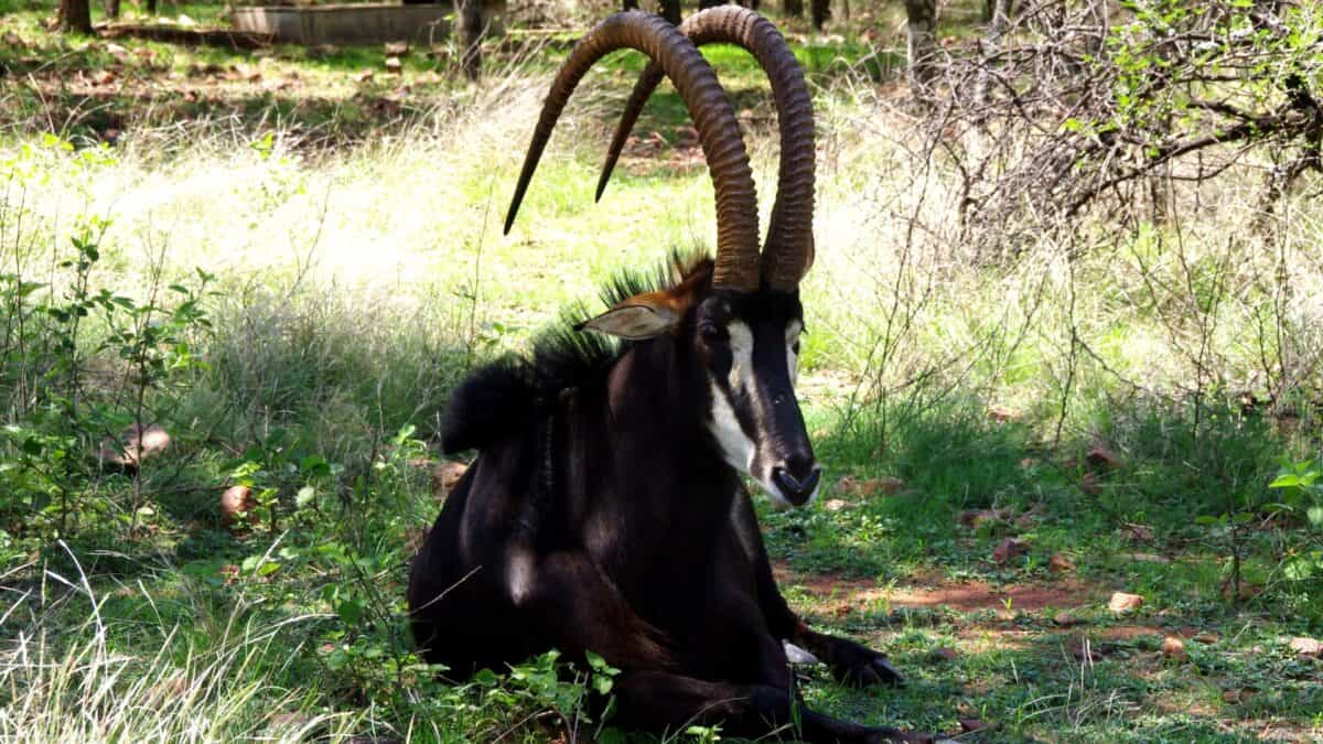 Black Sable Antelope
