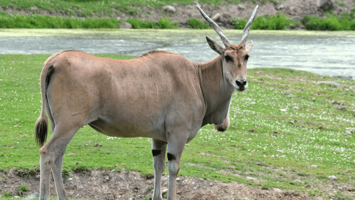 The Eland