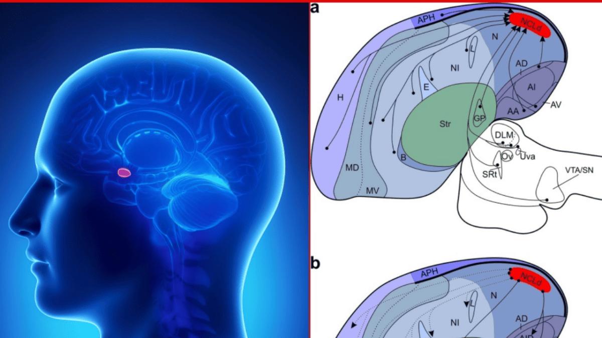 Comparison between human Amygdala and Crow NCL