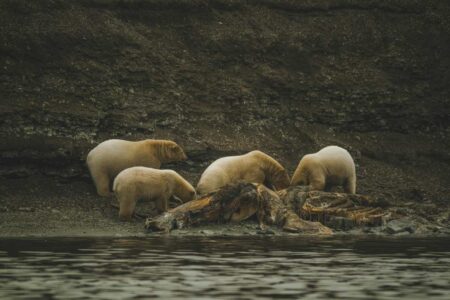 Scientists Reveal That Climate Change Forces Polar Bears to Feed on Whale Carcasses