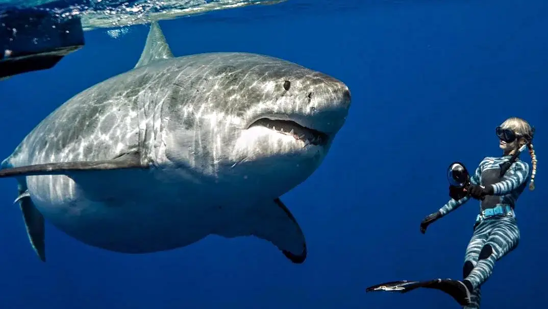 World's biggest shark, Deep Blue with Marine biologist Ocean Ramsey