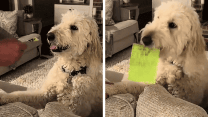 Goldendoodle Harry’s Reaction to His Doggy Day Care Report Card Goes Viral
