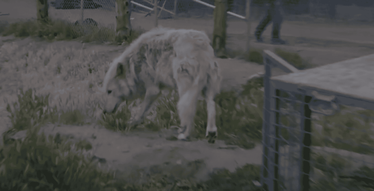 wolf