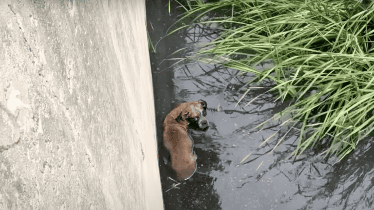 Boxer Dumped In A Canal Gets Rescued
