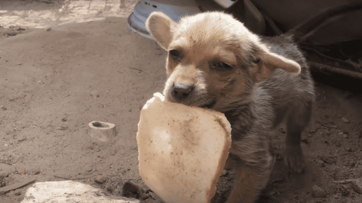Tiny Puppy Was Smaller Than The Piece Of Bread He Found
