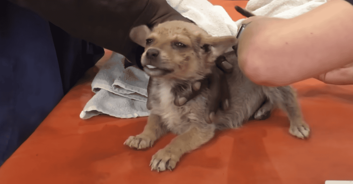 Tiny Puppy
