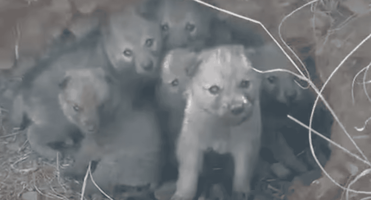 wolf puppies