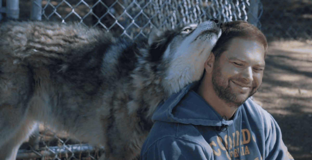 wolf