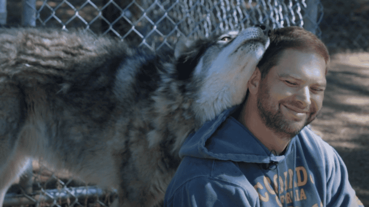 Living with Wolves Saved His Life
