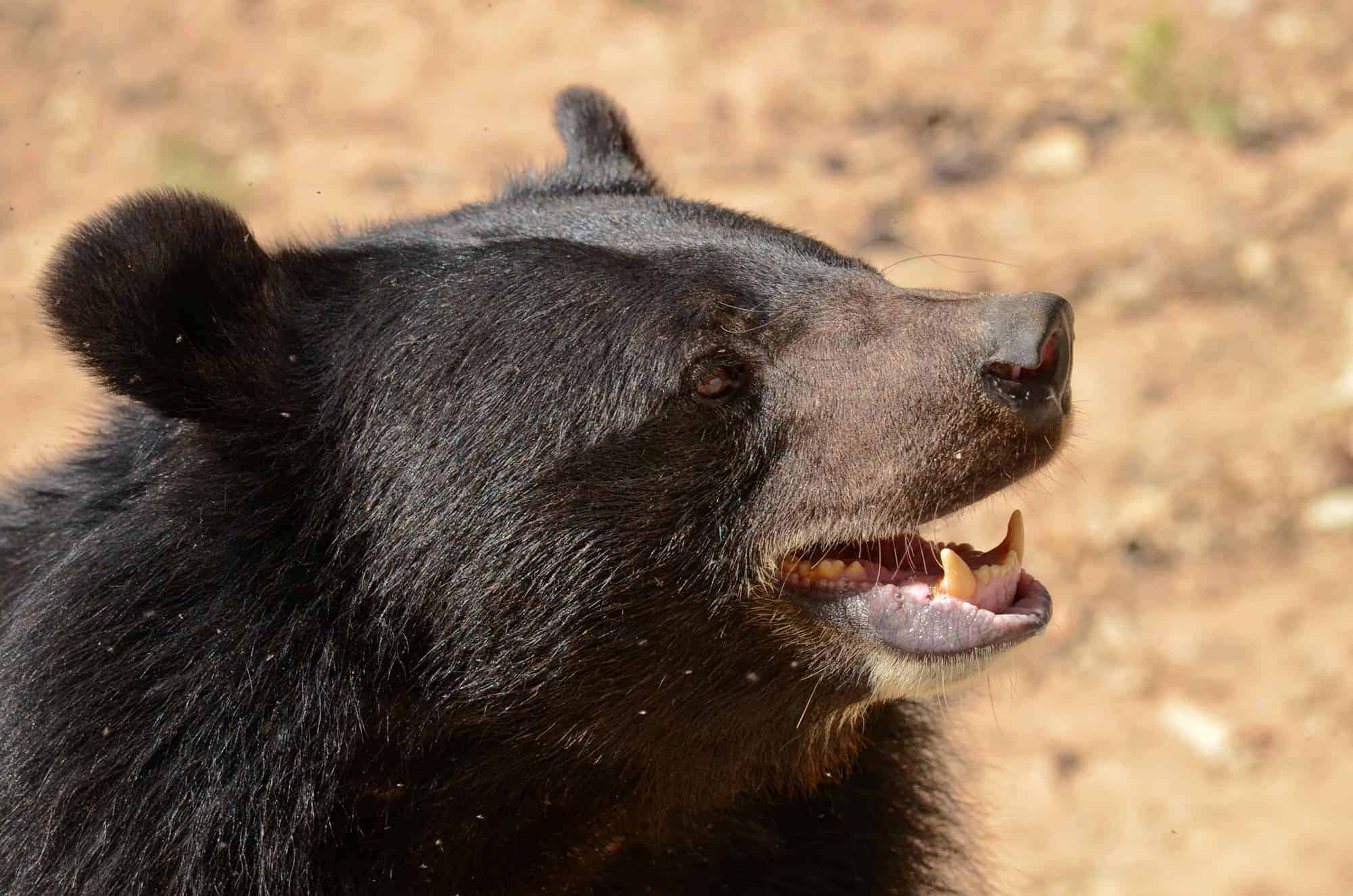 Bear