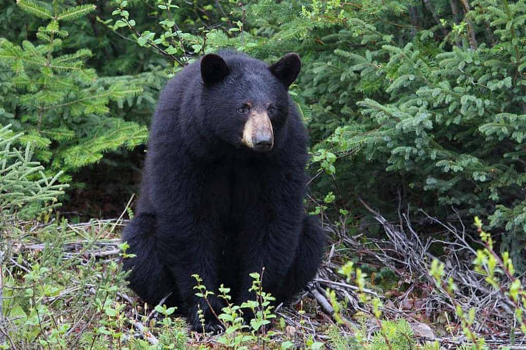Black Bear