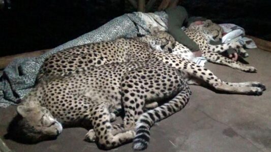 Family of Cheetahs Share Blankets and Sleeps with Forest Guard in Viral Clip – Or are They?