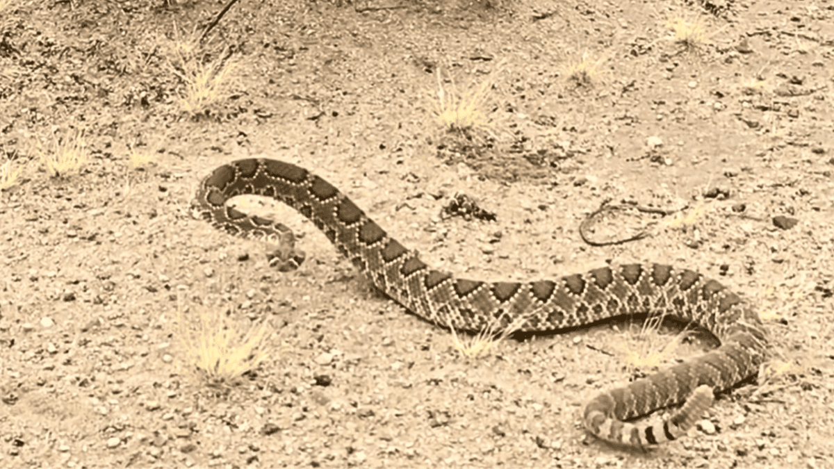 Mojave rattlesnake in strike mode