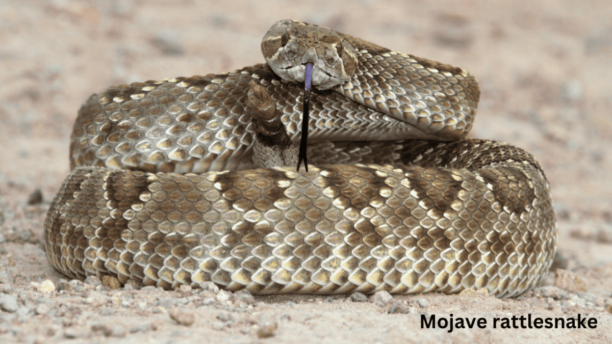 Mojave rattler in desert