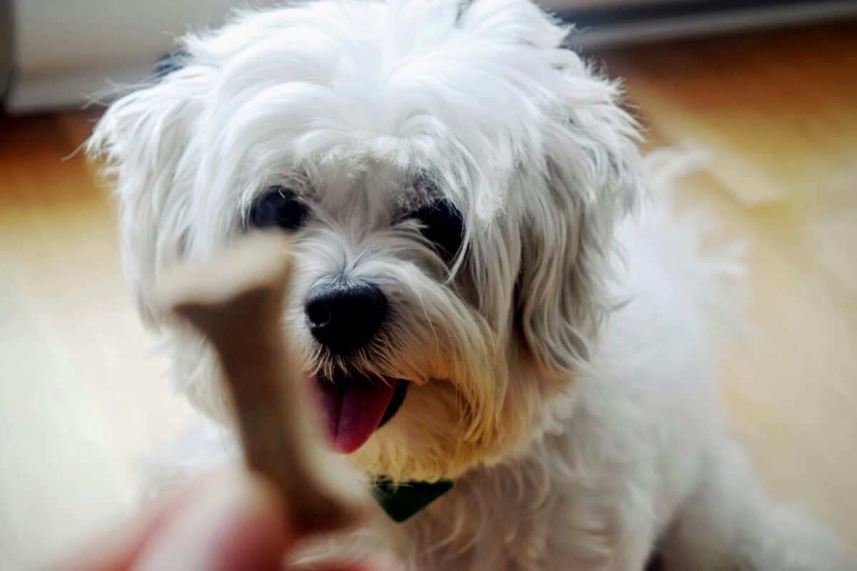 Dog waiting for a treat