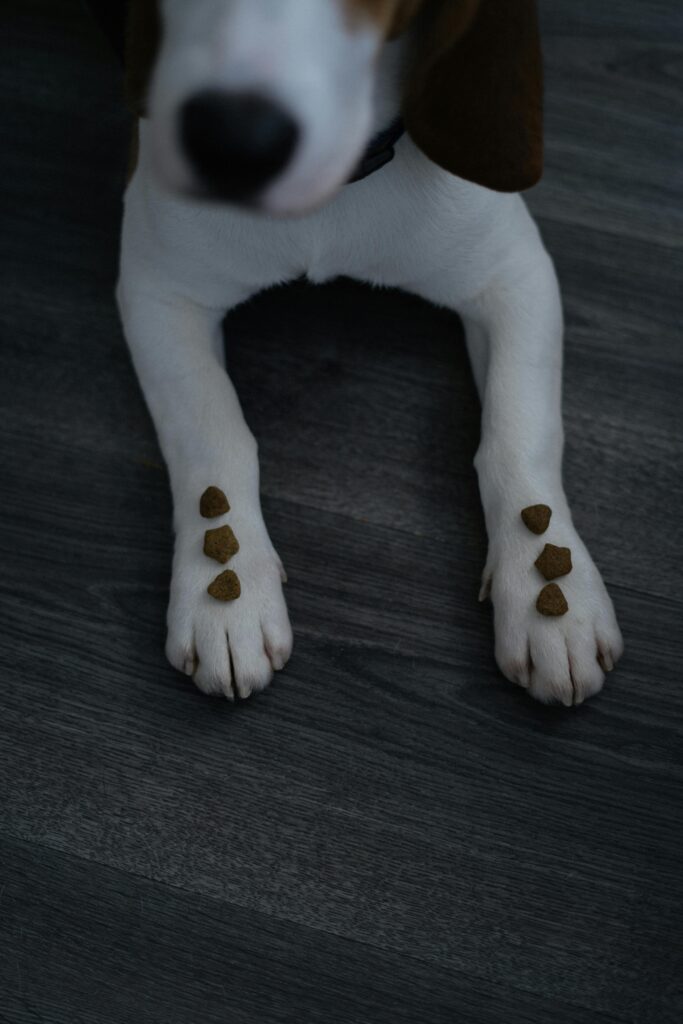 Dog Treats