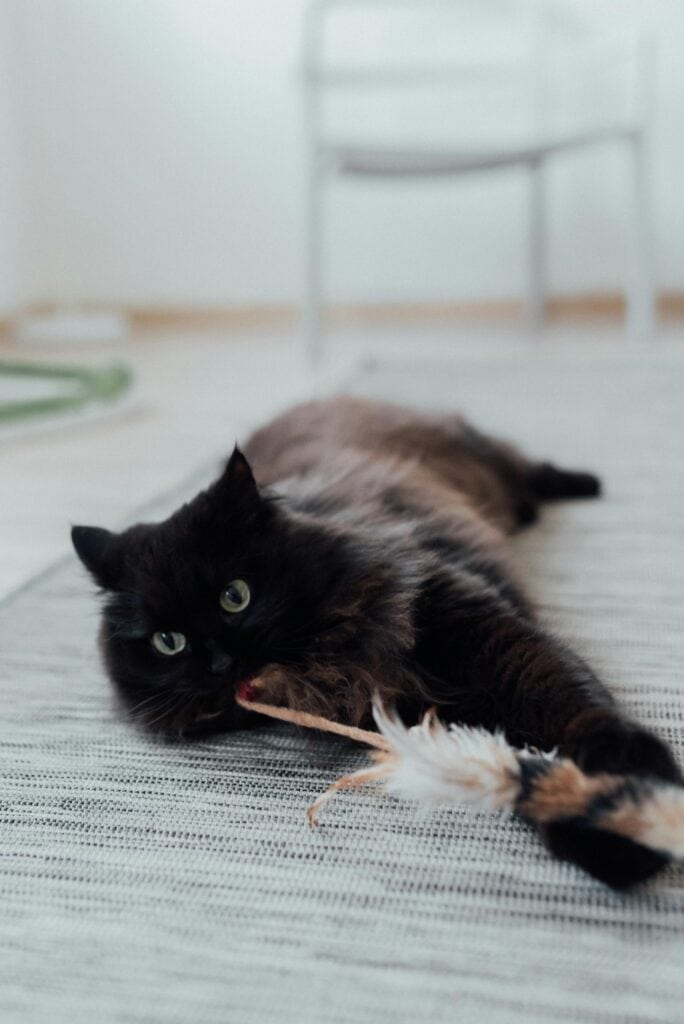 Cat Playing