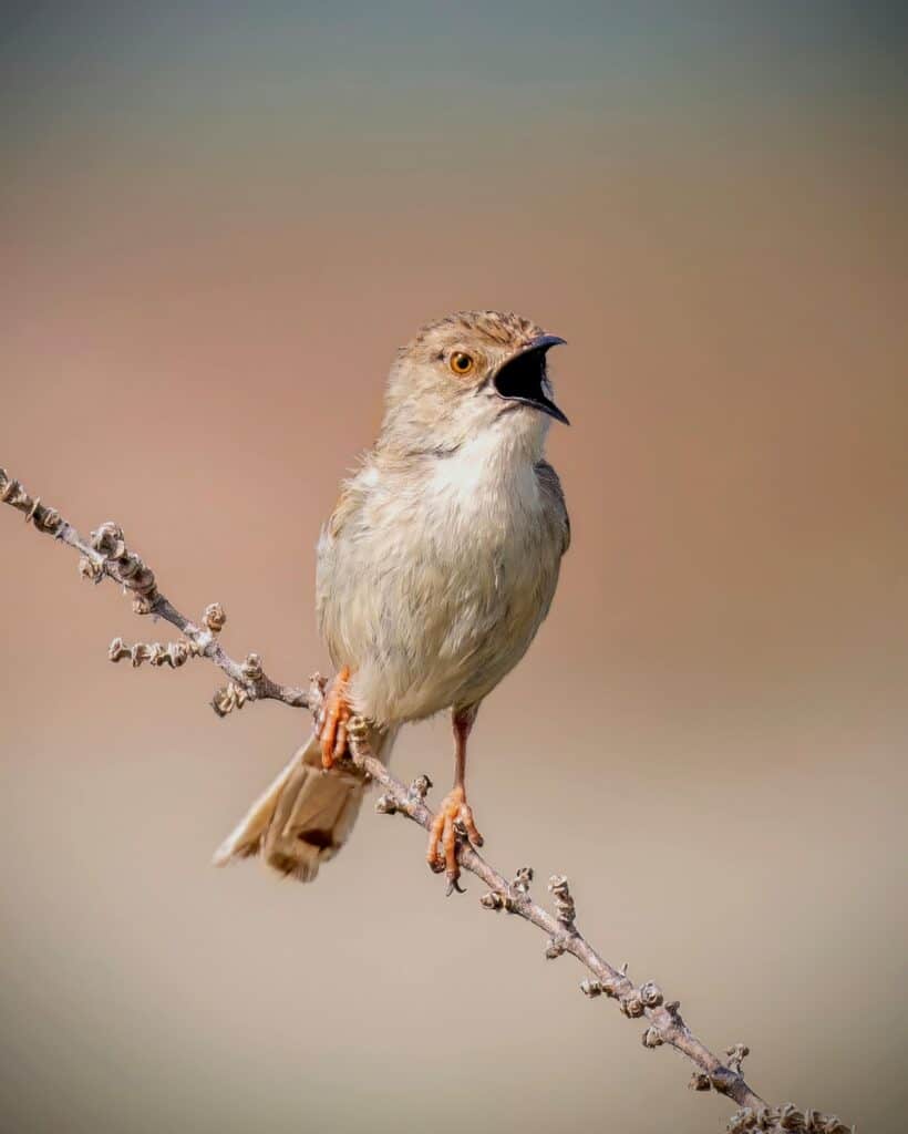Bird singing