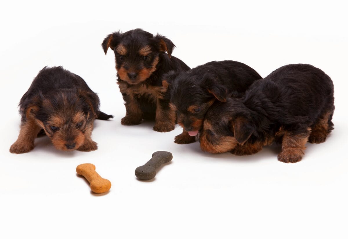 Puppies with a treat