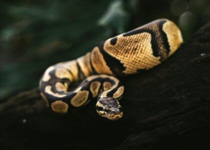 Exploring the Sacred Meaning of the Snake as a Spirit Animal