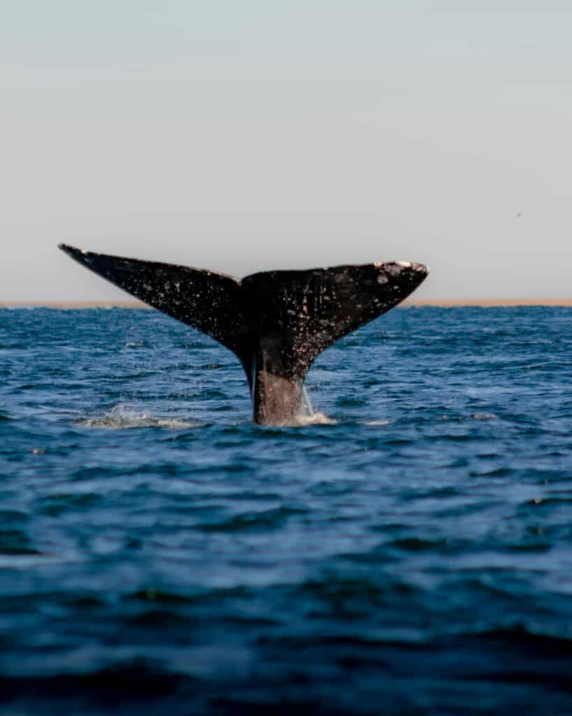Blue Whale Tail