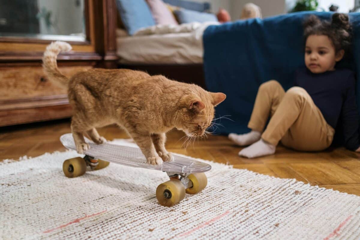 Cat on a Skateboard.