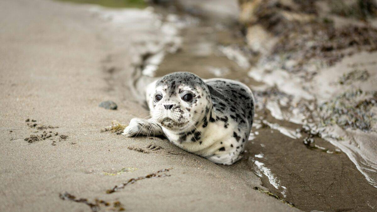 Baby Seal