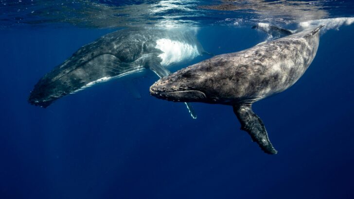 Scientists Found the Jawbone of a Whale Bigger Than Any Blue Whale