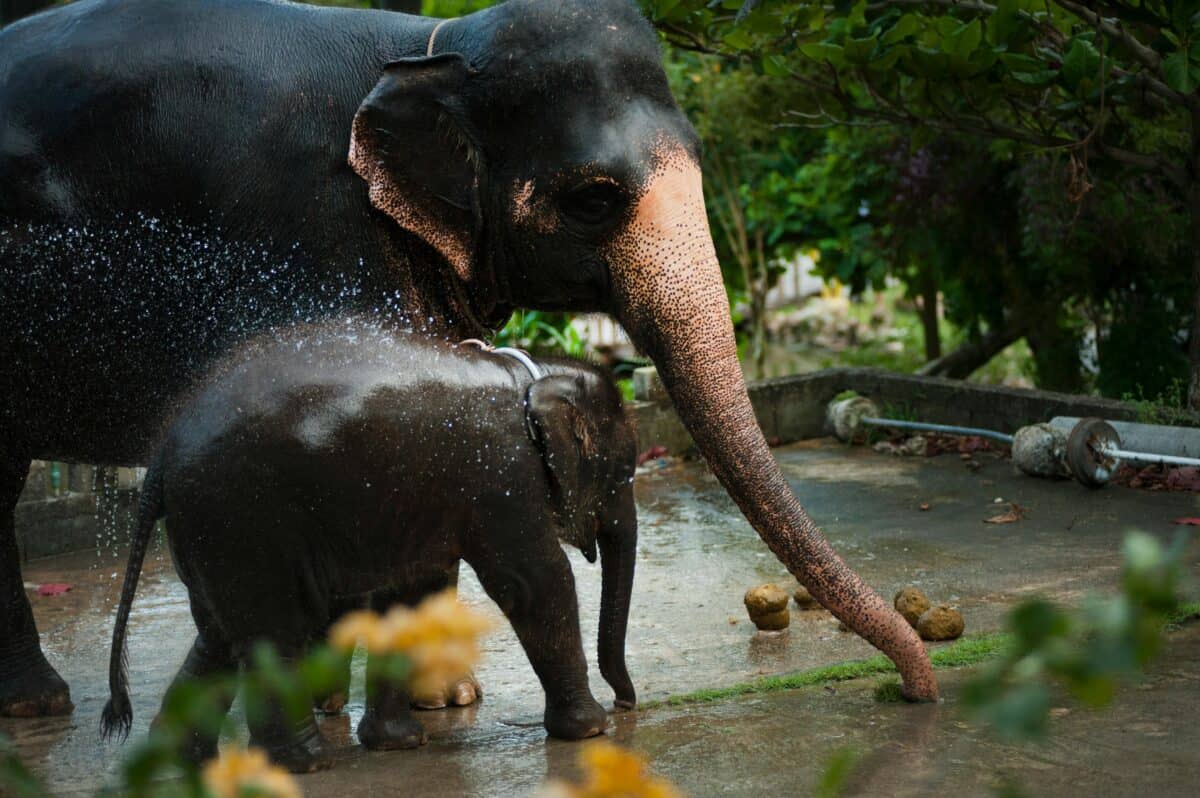 Mother and baby elephant