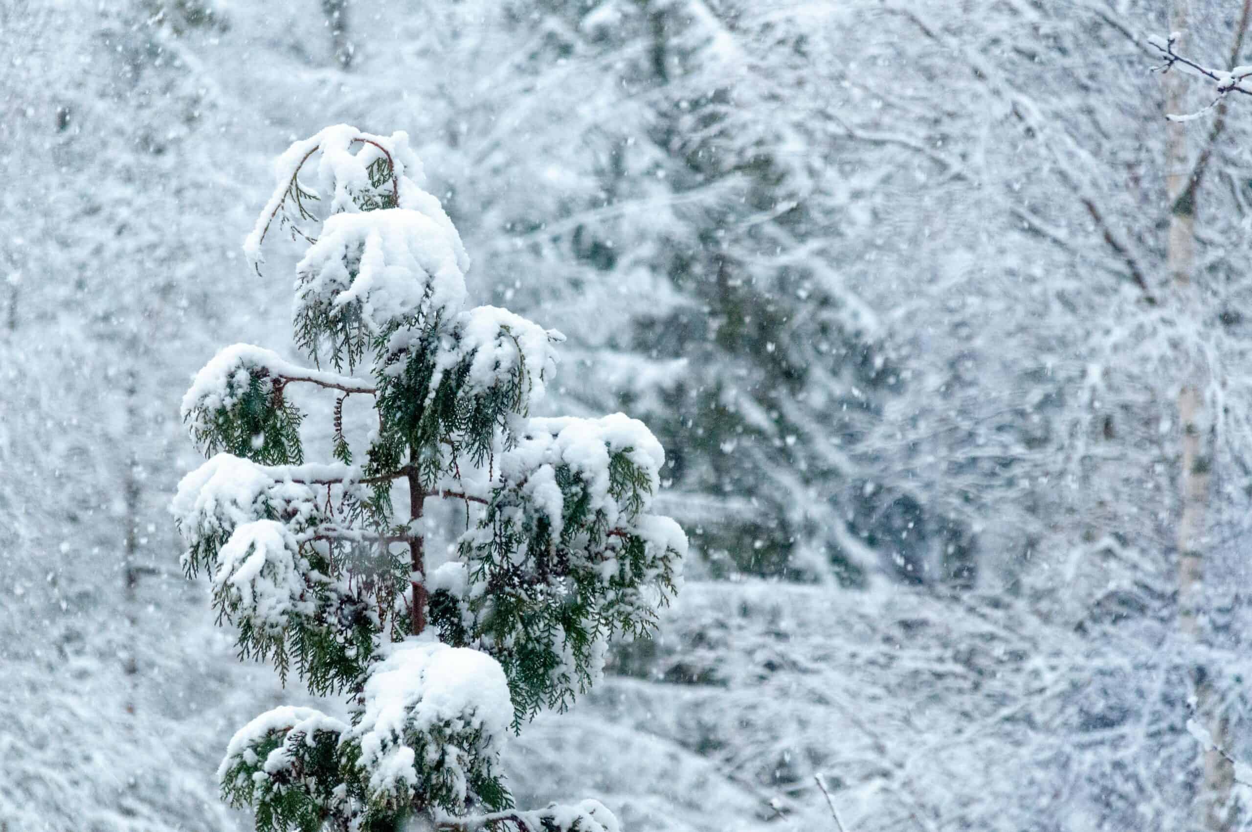 Snow-covered Trees