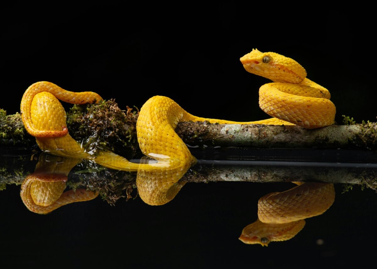Snake