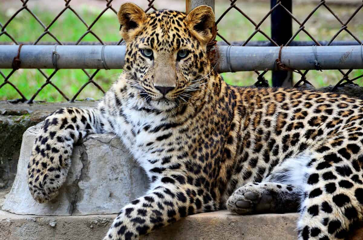 Panther