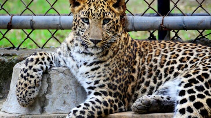 15 Animals and Wildlife that Start with P