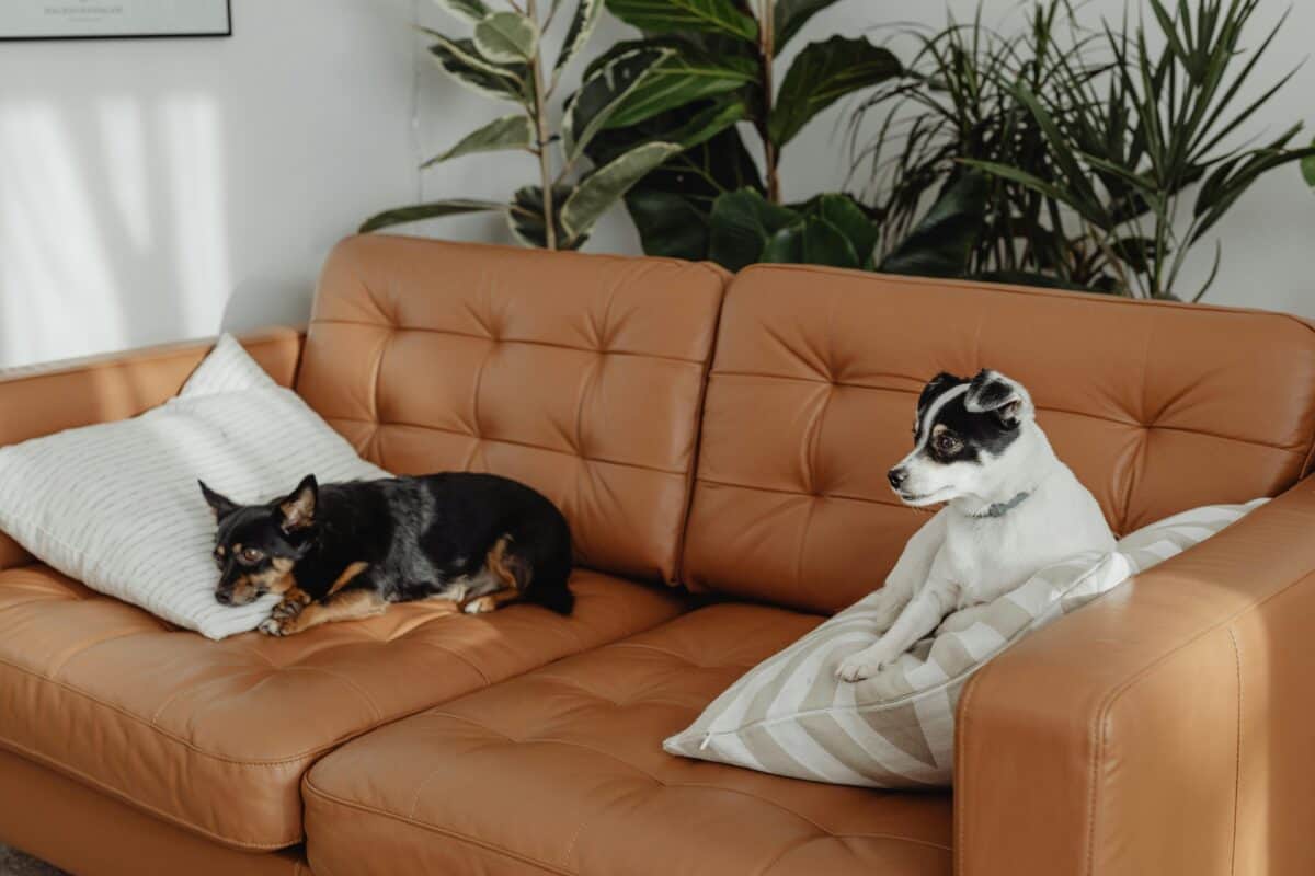Dogs relaxing on a couch
