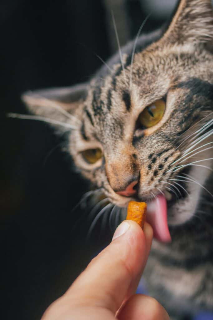 Cat being fed