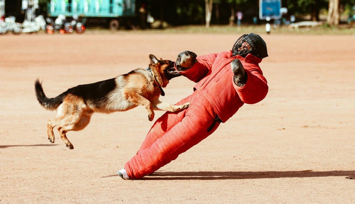 Attack dog training
