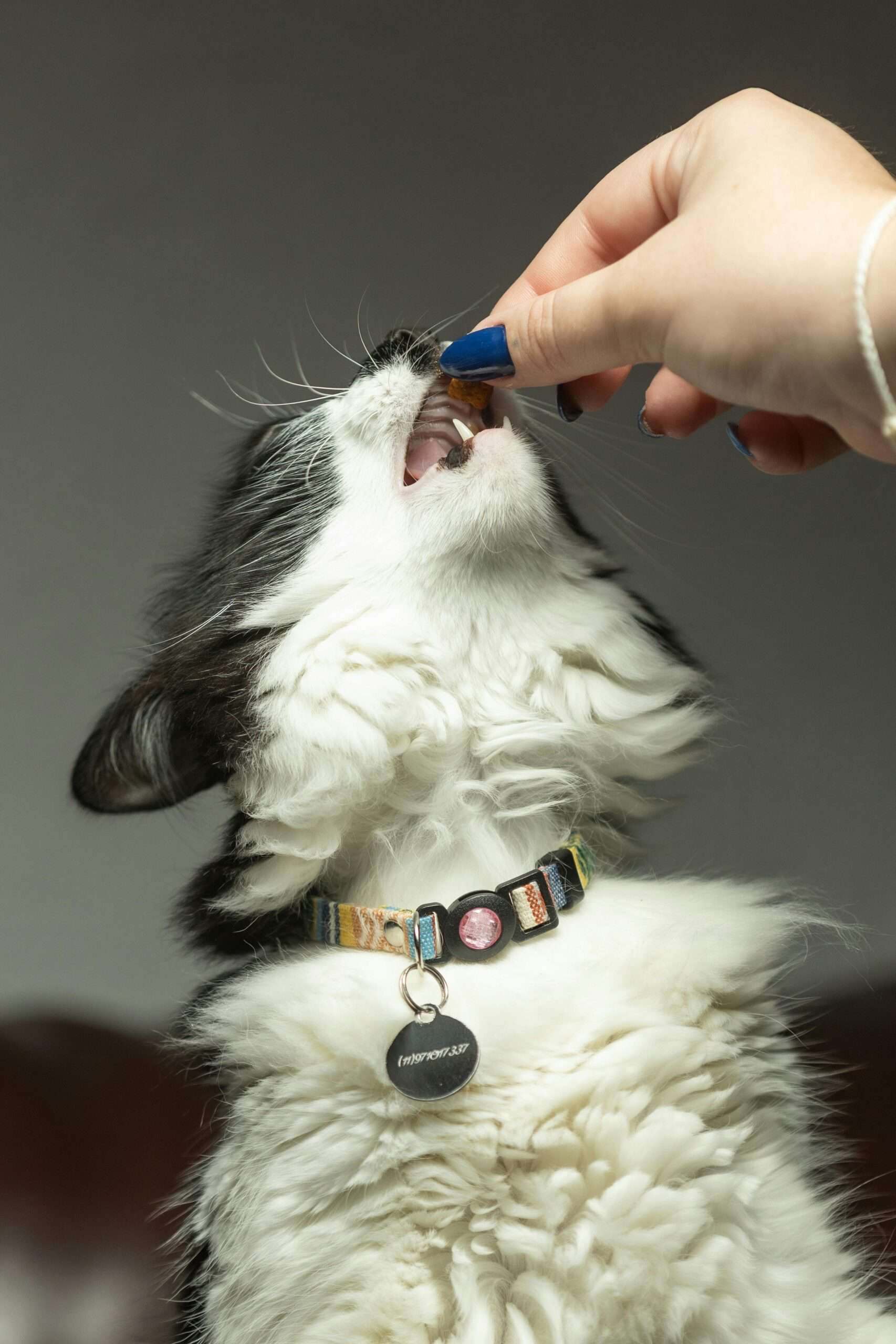 Cat reaching for a treat