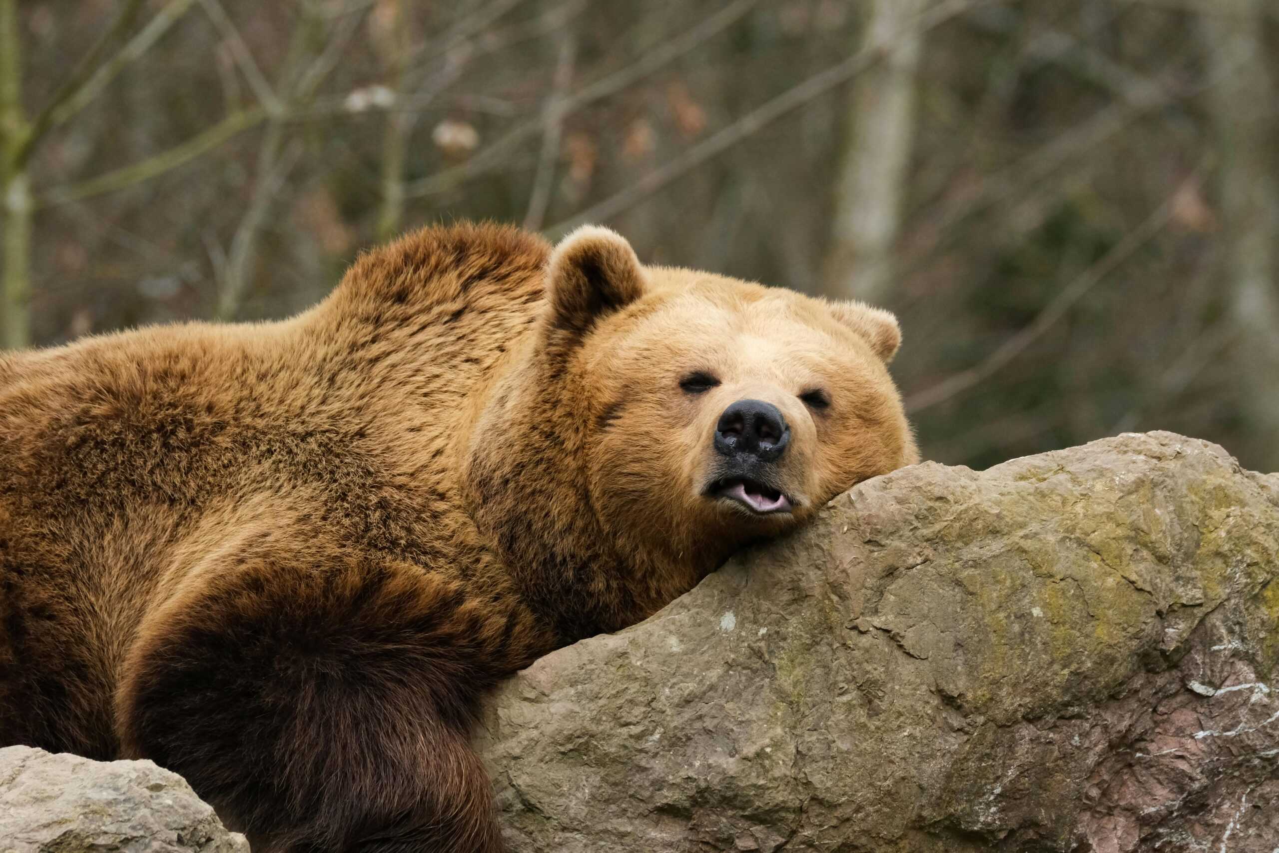 Sleeping Bear