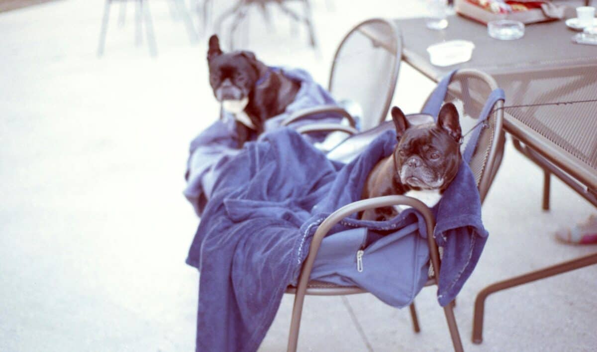 Dogs sitting comfortably in chairs