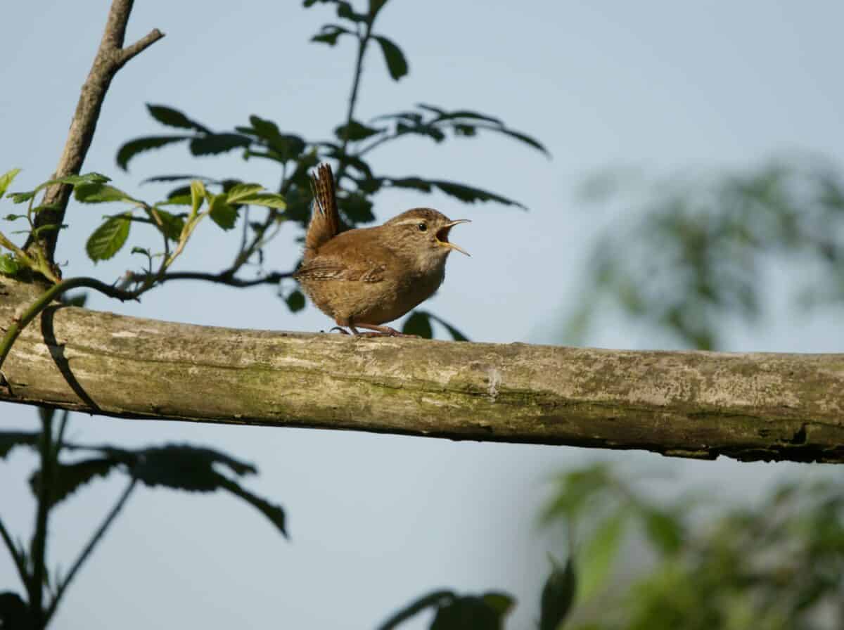 Bird