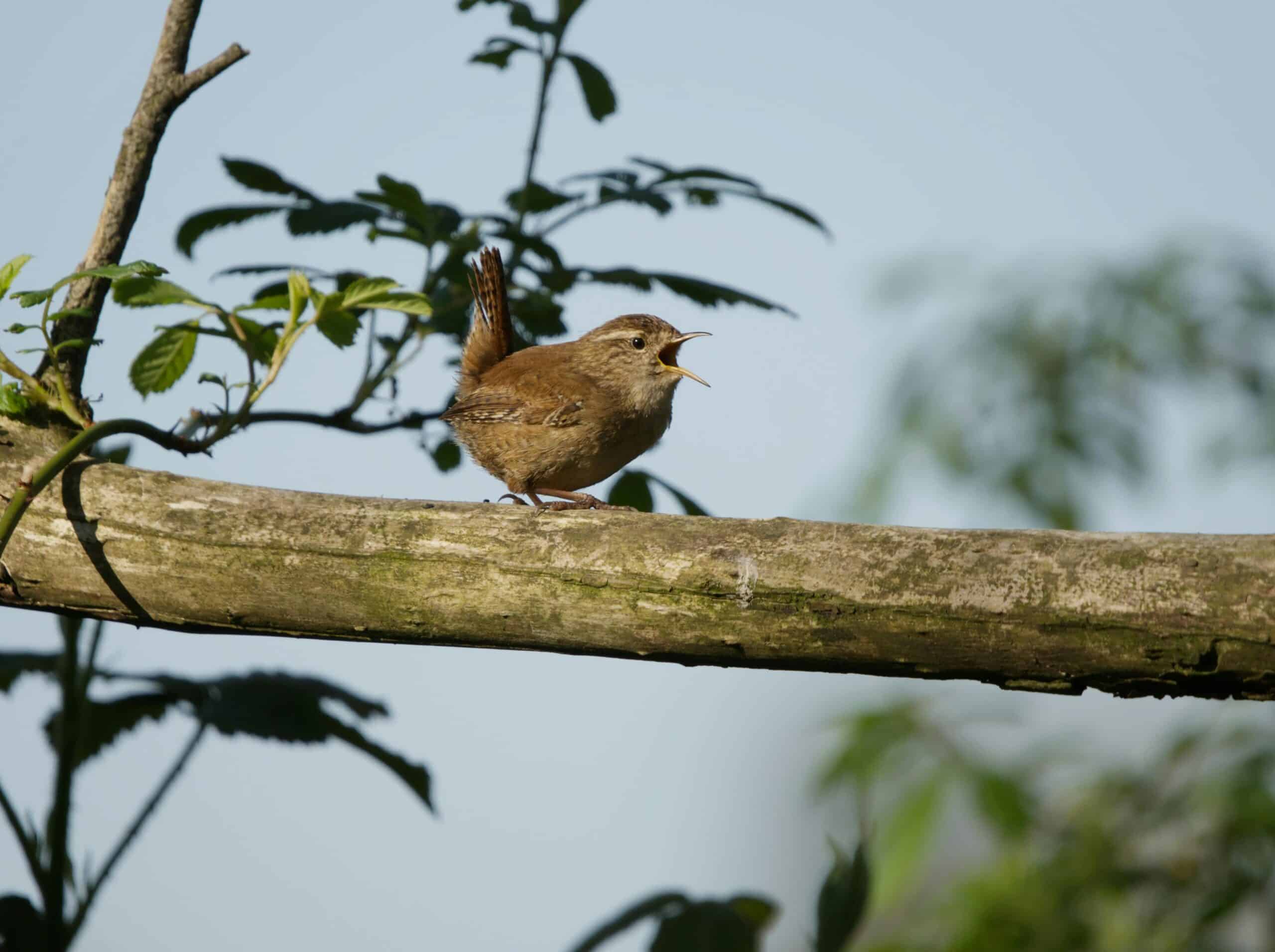 Bird