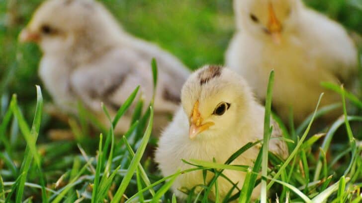 What Happens to Male Chicks in Egg Farming?
