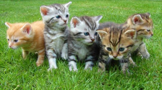 Kittens Nap in Piles for Warmth and Comfort