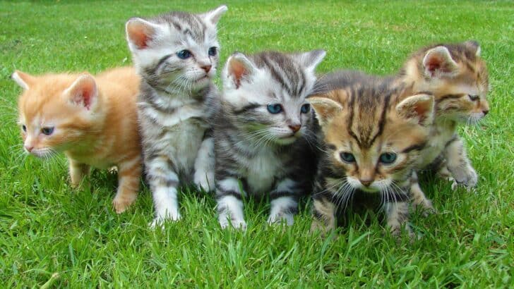 Kittens Nap in Piles for Warmth and Comfort
