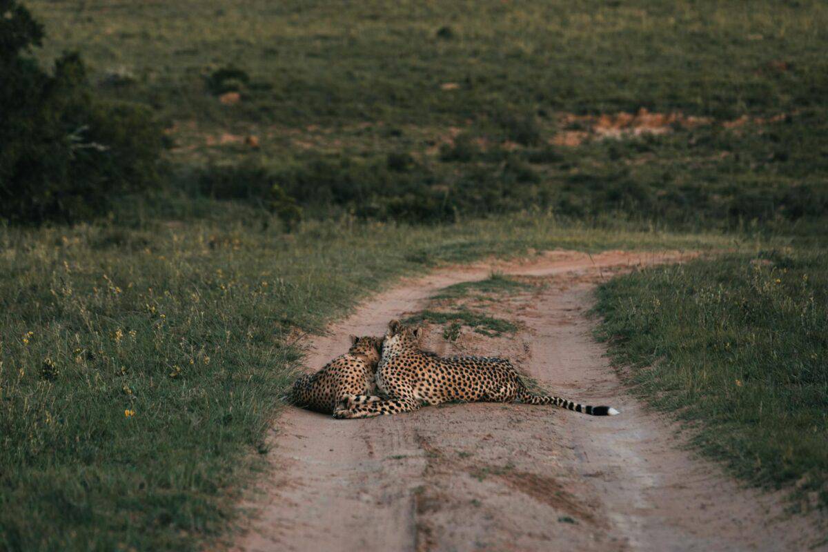cheetah